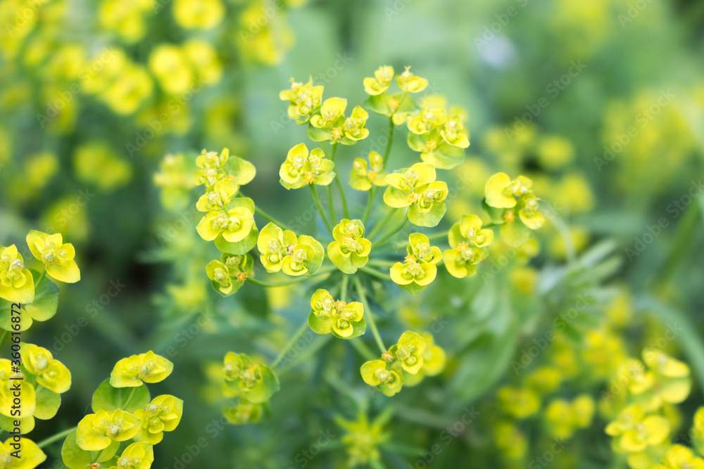 Fototapeta premium Bonaparte's crown also cypress spurge (in german Zypressen-Wolfsmilch) Euphorbia cyparissias