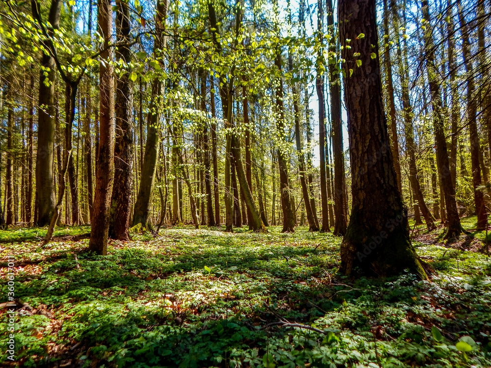 Fototapeta premium forest in autumn