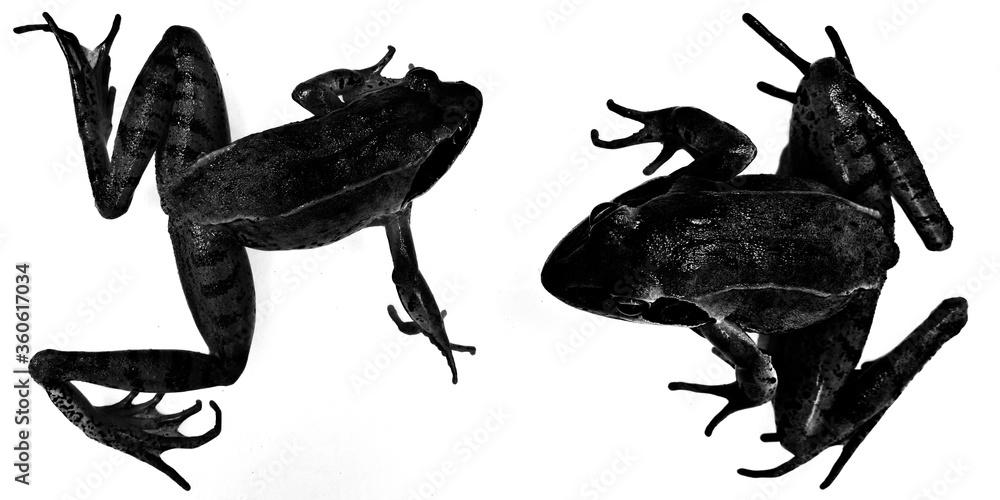 black frog silhouettes on white background