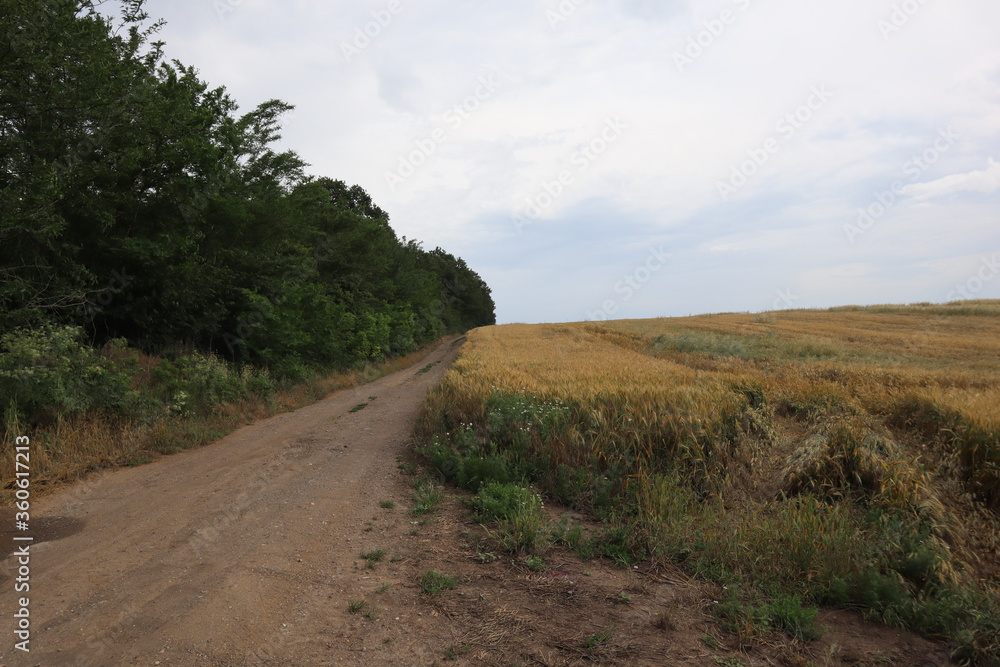Country road with a forrest Country road with a forrest