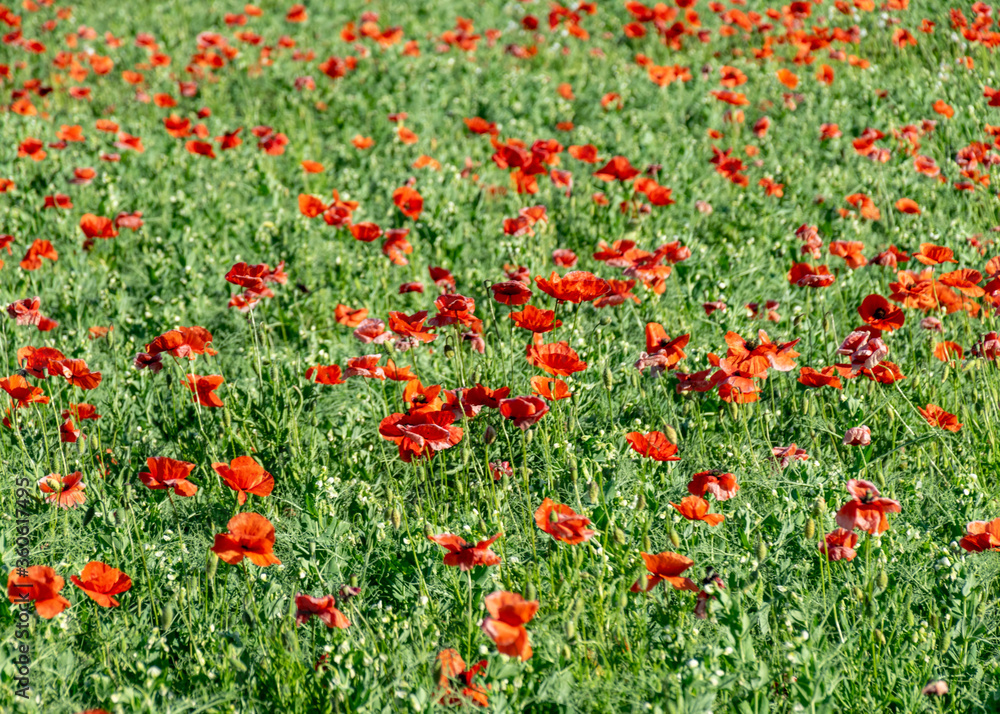summer landscape with blooming red poppies, blurred background, highlighted petal fragments