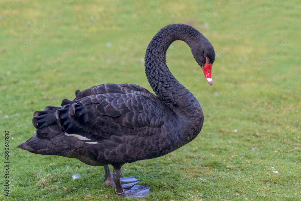 Fototapeta premium black swan in the park