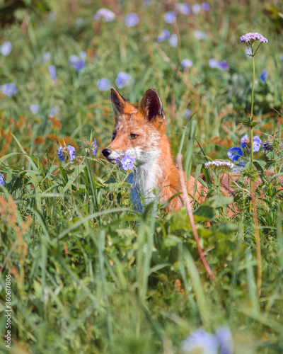 Fox saw prey in summer in the field