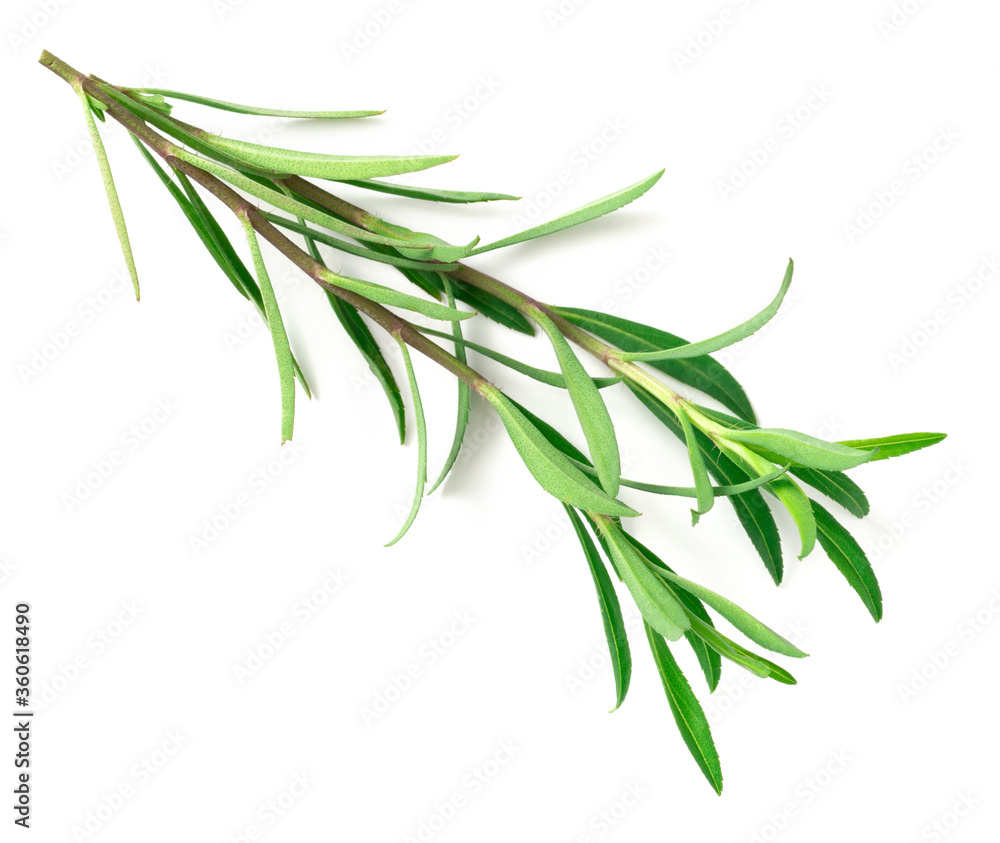 Fototapeta premium fresh sweet marigold twigs isolated on white background, top view