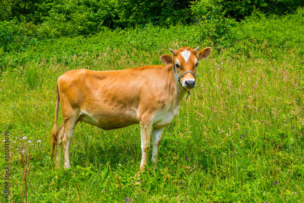 Cow on green pasture.