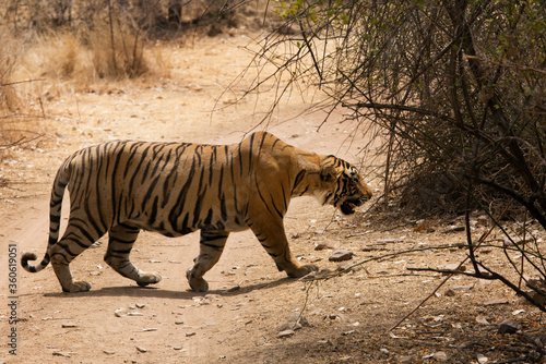 Tiger cub crossing the road at Ranthambore Tiger Reserve