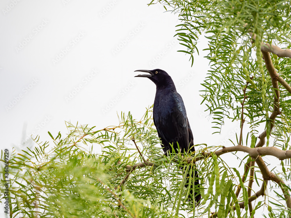 Close up shot of a Great tailed Grackle resting on a branch Close up shot of a Great tailed Grackle resting on a branch