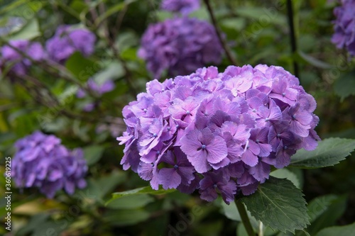                                  Hydrangea