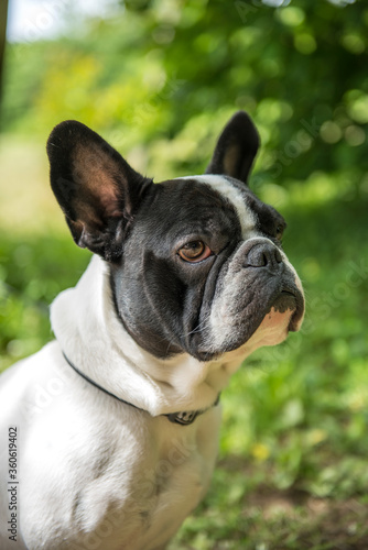 Fototapeta Naklejka Na Ścianę i Meble -  French Bulldog sit on grass