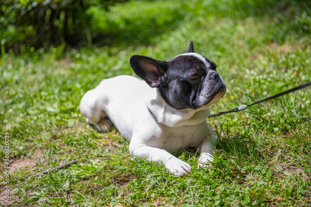 French Bulldog Portrait.