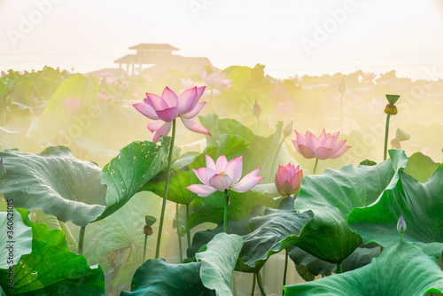 Wallpaper Mural lotus flower blossom Torontodigital.ca