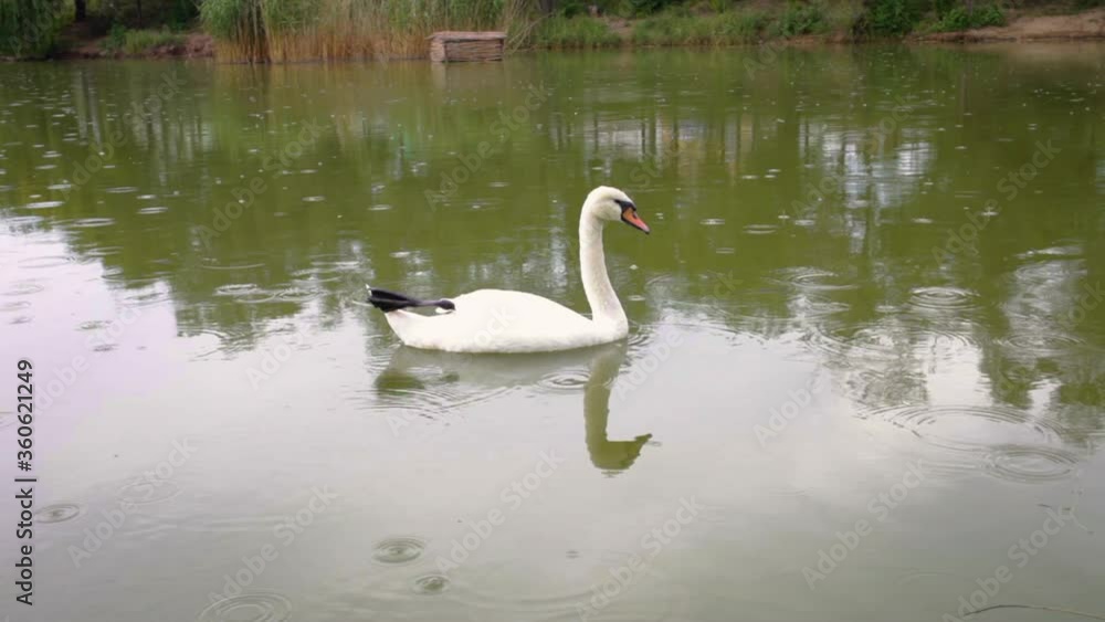 Swans swim in their lake. Lake with swans in the center of the city. Beautiful white swans, taking care of the environment, protecting the environment and biosystems. Rain. Swans swim in their lake. Lake with swans in the center of the city. Beautiful white swans, taking care of the environment, protecting the environment and biosystems. Rain.