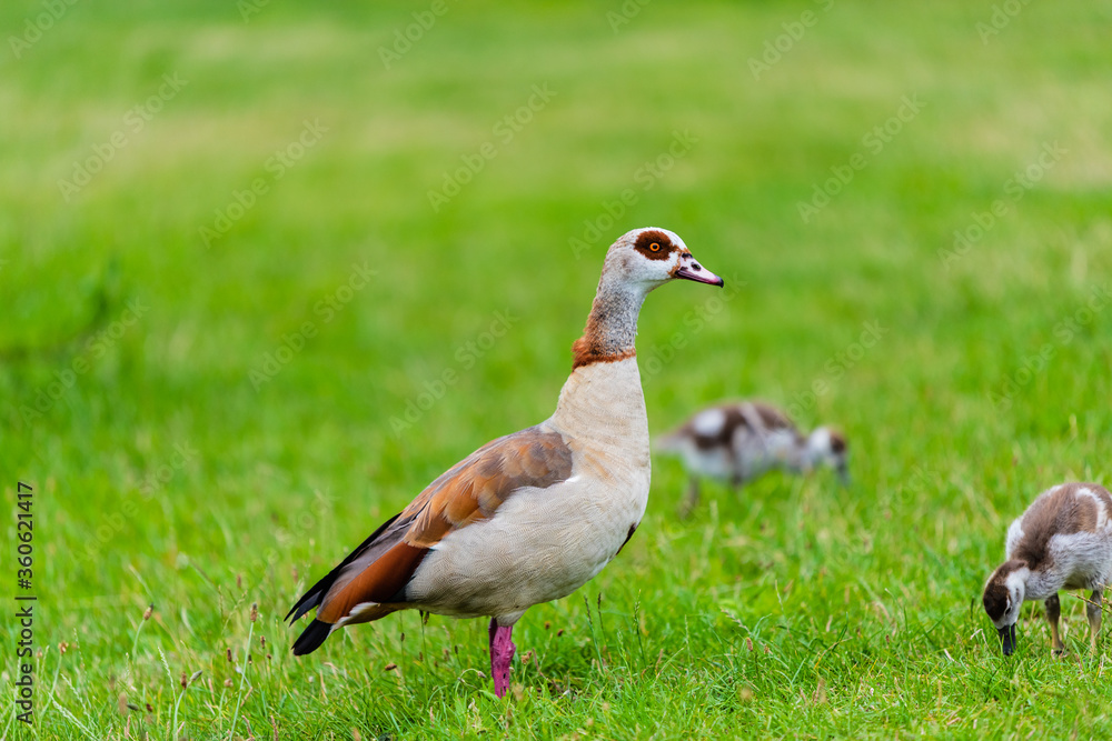 egyptian goose with goslings egyptian goose with goslings