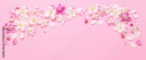 pink apple flowers on pink background © Maya Kruchancova
