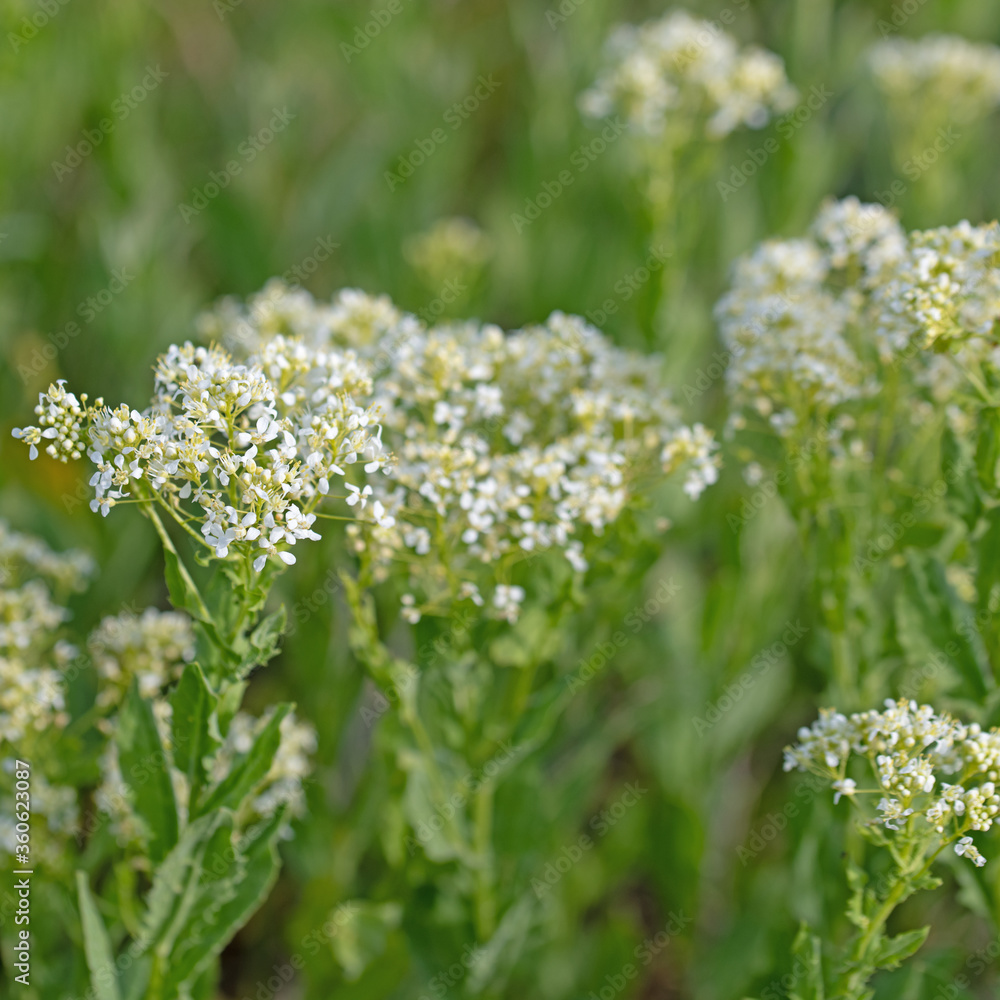 Blühende Pfeilkresse,Lepidium draba, im Frühling Blühende Pfeilkresse,Lepidium draba, im Frühling