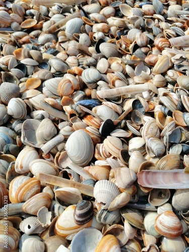 shell on the beach 