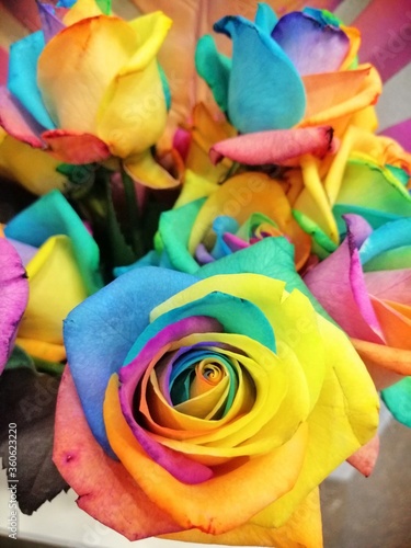 Rainbow rosse 