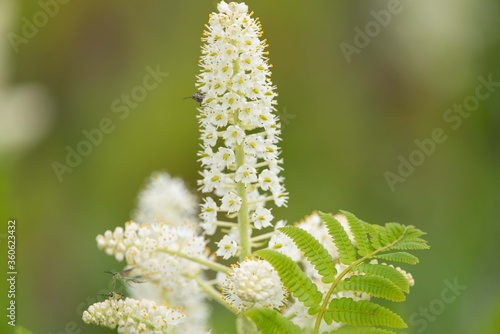 美しい白い花　高山植物コバイケイソウ