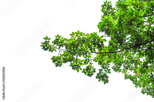 green leaves isolated on white