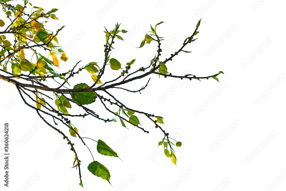 Fototapeta premium branch of a tree