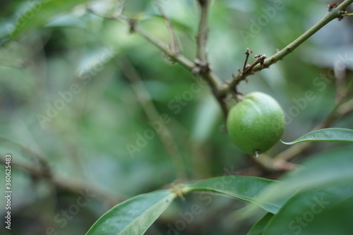 photos of flowers and fruit using a macro lens