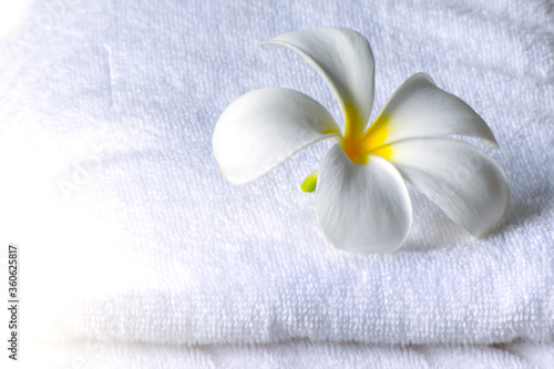 white frangipani flowers