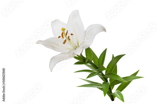 Fototapeta Naklejka Na Ścianę i Meble -  Tender white lily flower isolated on a white background.