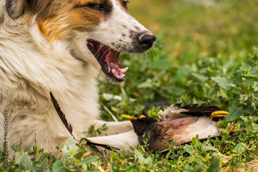 Dog with prey. Wild bird in the jaws of a dog. The dog is eating a bird. Closeup. The dog
