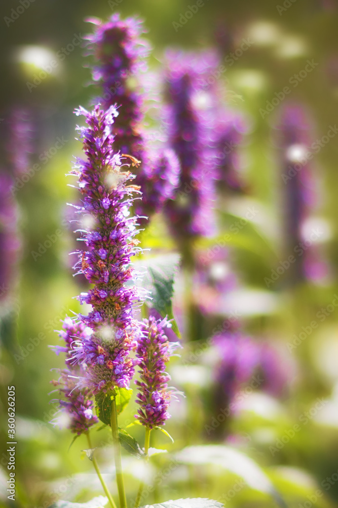 close up of lavender flowers bokeh close up of lavender flowers bokeh