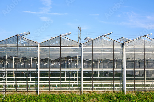 Glasshouse, greenhouse front view, exterior glass facade with open windows and high power pylons in the background. Sunny day, the Netherlands