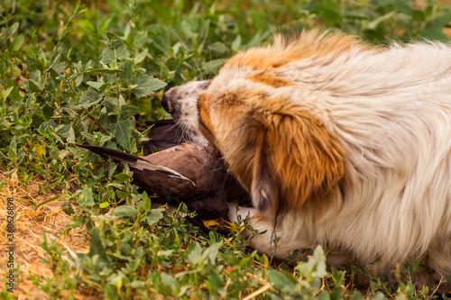 Dog with prey. Wild bird in the jaws of a dog. The dog is eating a bird. Close-up. The dog caught a wild bird. Fluffy white pet with red spots eating a sparrow. The body of a dead bird. Green grass