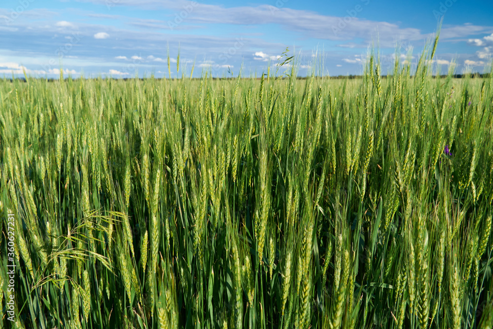 green wheat field on blue sky background green wheat field on blue sky background