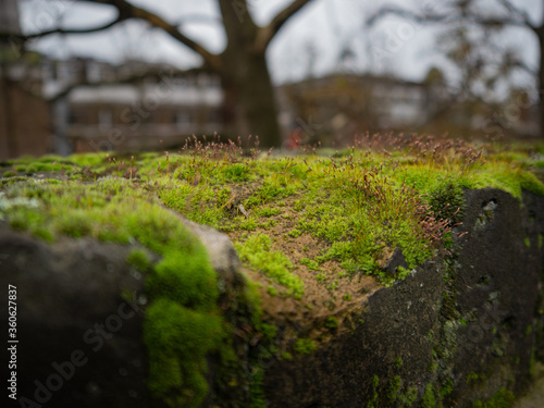 Moss in a wall close up