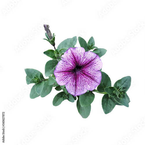 Large purple petunia flower isolated on white background