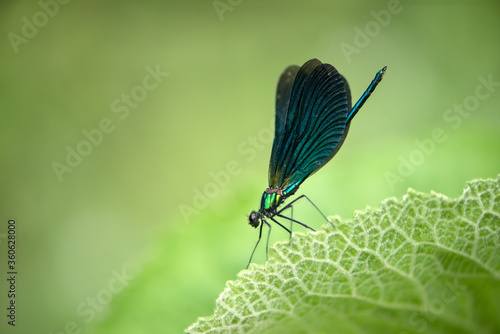 Cuadro en lienzo Beautiful damselfly Calopteryx virgo of morning dew in the summer preparing to m