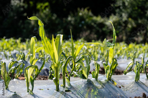 Maize being grown under biodegradable plastic for use as animal feed Carmarthenshire Wales