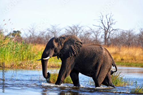 Elefanten beim   berqueren des Kwando River in Namibia