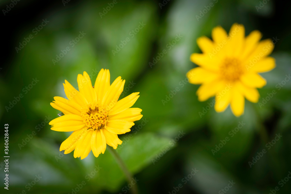 The littel yellow flower. Blooming flower. It's has many petals. I found this flower at the hotel. The littel yellow flower. Blooming flower. It's has many petals. I found this flower at the hotel.