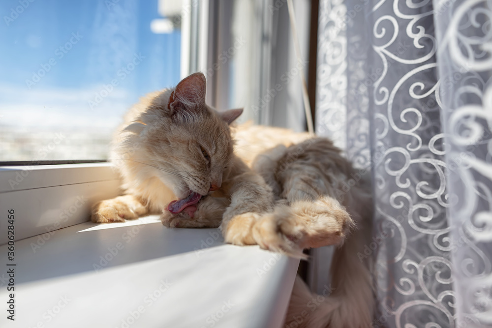 A beautiful fluffy house cat is lying on the windowsill