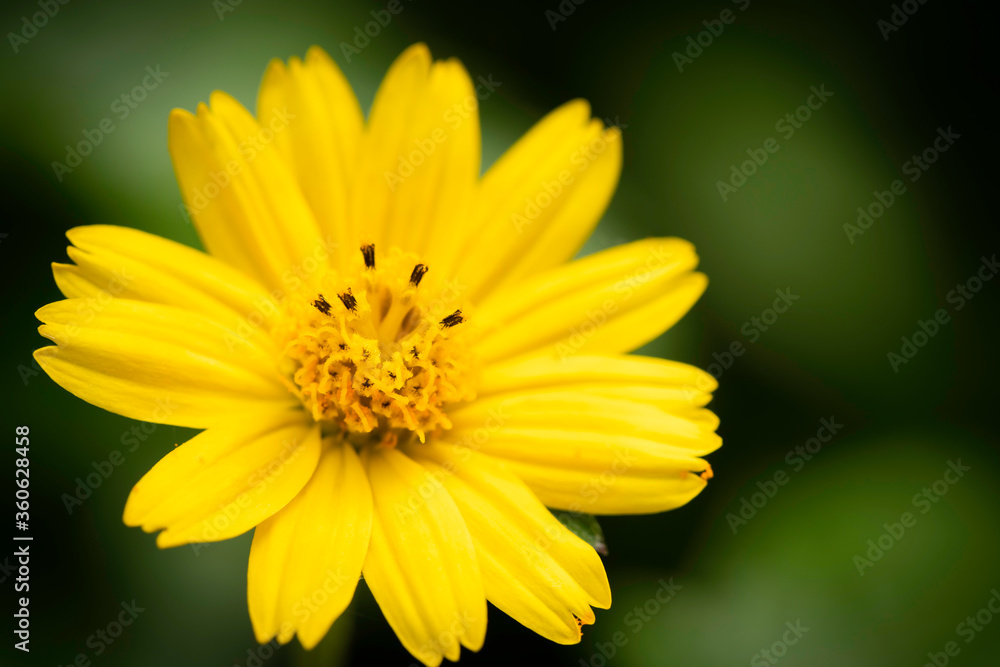 The littel yellow flower. Blooming flower. It's has many petals. I found this flower at the hotel. The littel yellow flower. Blooming flower. It's has many petals. I found this flower at the hotel.