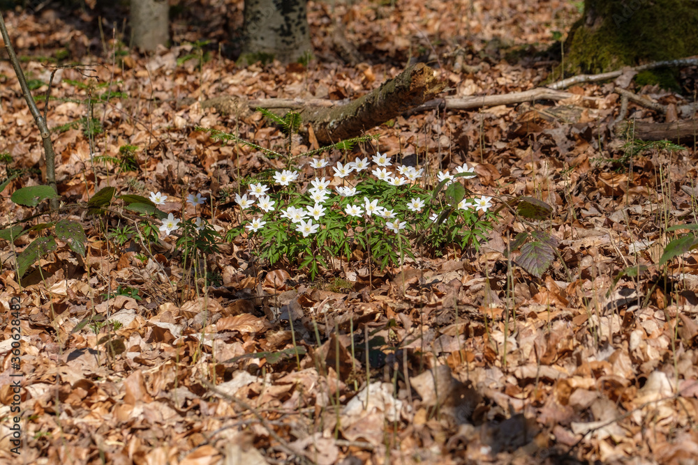 Eine Gruppe Buschwindröschen auf dem Waldboden im Frühling im Wald (frühblühende Wildblumen) auf braunen alten Blättern und Laub Eine Gruppe Buschwindröschen auf dem Waldboden im Frühling im Wald (frühblühende Wildblumen) auf braunen alten Blättern und Laub