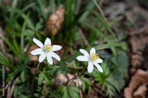 Buschwindr  schen  lat.  Anemone nemorosa  und etwas Gras auf dem Boden im Wald im Fr  hling