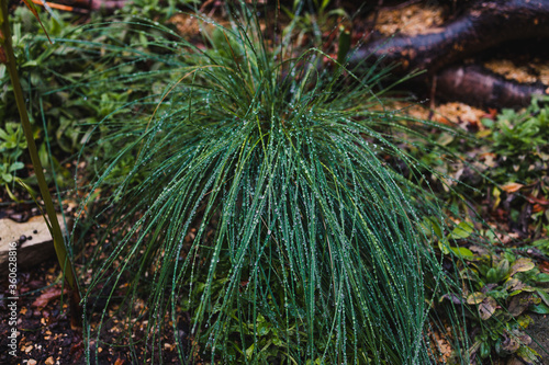 close-up of poa poiformis grass plant outdoor covered in raindrops