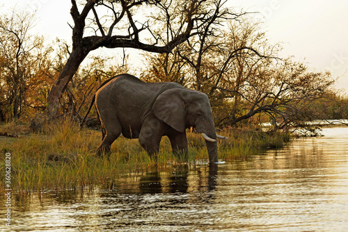 Elefanten beim überqueren des Kwando River in Namibia
