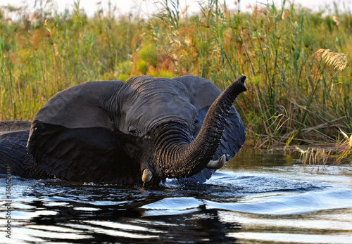 Elefanten beim überqueren des Kwando River in Namibia