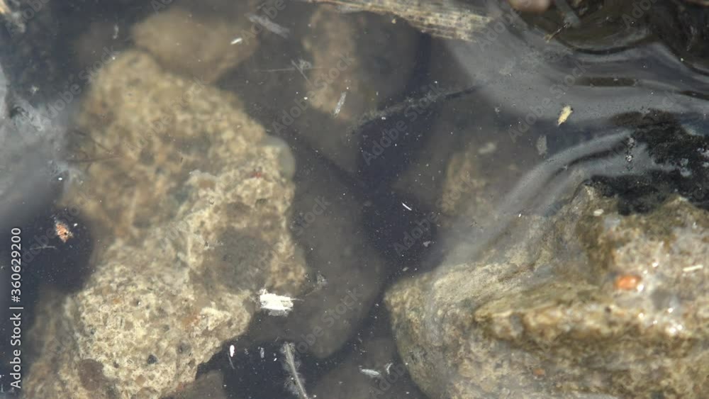 Tadpole, pollywog is larval stage in life cycle of an amphibian, frog ...