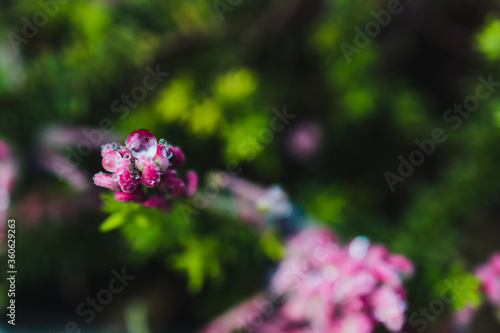 native Australian grevillea lanigera plant with pink flowers covered in raindrops photo