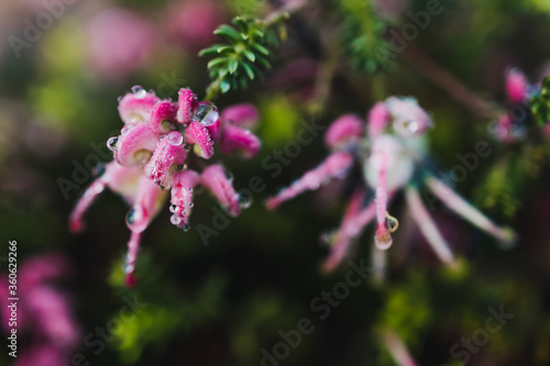 native Australian grevillea lanigera plant with pink flowers covered in raindrops © faithie
