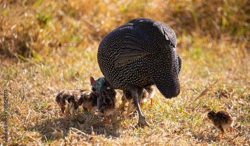 Guineafowl parent feeding with its baby keets.