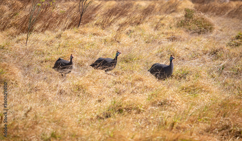 Three guineafowl in a grass field at sunset or sunrise. Three guineafowl in a grass field at sunset or sunrise.